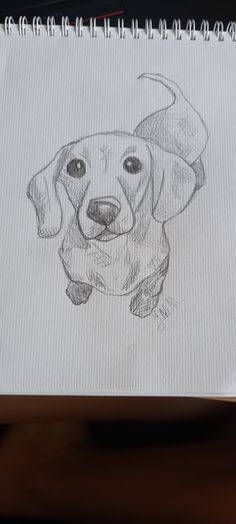 a drawing of a dachshund dog on paper