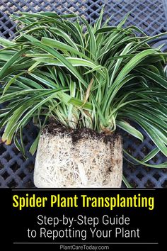 spider plant transplanting step - by - step guide to repottiting your plant