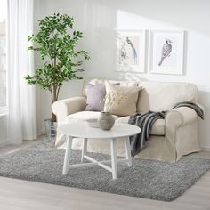 a living room with a couch, coffee table and potted plant in the corner