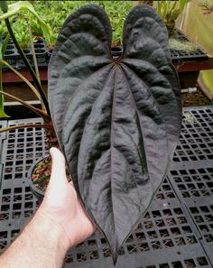 a hand is holding up a large leaf