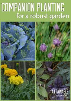 four different plants with the words companion planting for a robot garden