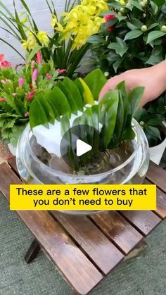 a person is placing plants in a bowl on a wooden table with the words, these are few flowers that you don't need to buy