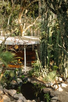 a small pond in the middle of a garden with rocks and cacti around it