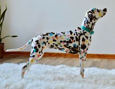 a dalmatian dog standing on top of a white rug