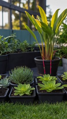 there are many potted plants on the ground