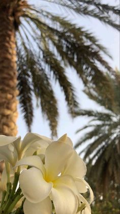 some white flowers and palm trees in the background