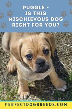 a puppy is sitting in the grass and looking up at the camera with text overlay that reads, the puggle bringing home this puppy