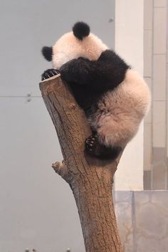 a panda bear sitting on top of a tree branch