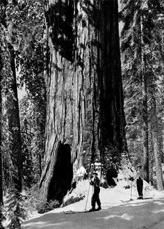 two people cross country skiing in front of a giant tree