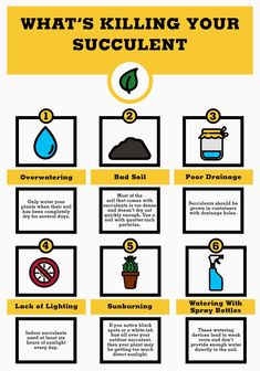 what's killing your succulentt? info sheet with instructions on how to use