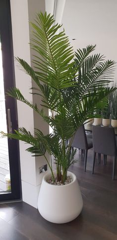 a potted plant sitting on top of a wooden floor next to a dining room table