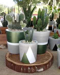 several potted cacti are sitting on a tree stump