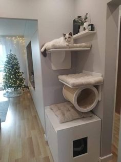 a white cat laying on top of a shelf