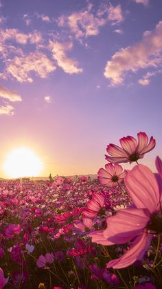 the sun is setting over a field full of pink flowers