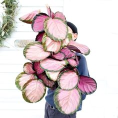 a man carrying a bunch of pink and green leaves