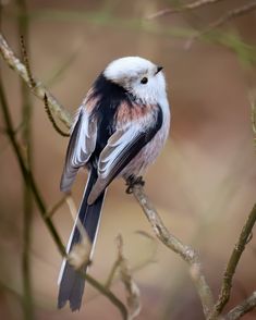 a small bird perched on top of a tree branch