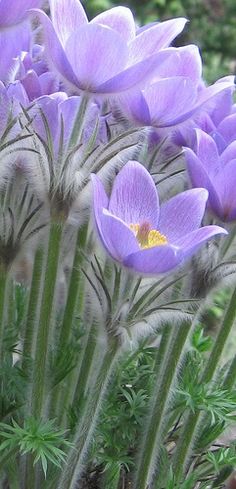 purple flowers are blooming in the garden