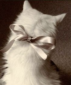 a white cat with a large bow on its back's neck, looking up