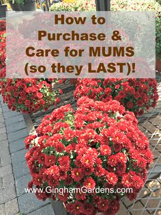 red mums with text overlay how to purchase and care for mums so they last