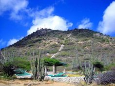 a large hill covered in lots of green plants and cactus trees next to a swimming pool