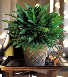 a potted plant sitting on top of a wooden table