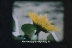 a yellow sunflower with the words how empty everything is on it's screen