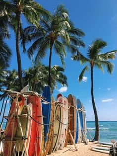 surfboards lined up on the beach with palm trees in the backgroung