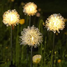 some white flowers are in the grass with yellow flowers around them and one is glowing