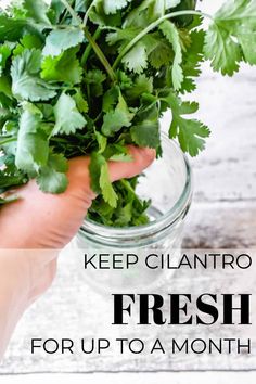 fresh cilantro in a mason jar with the words keep cilantro fresh for up to a month