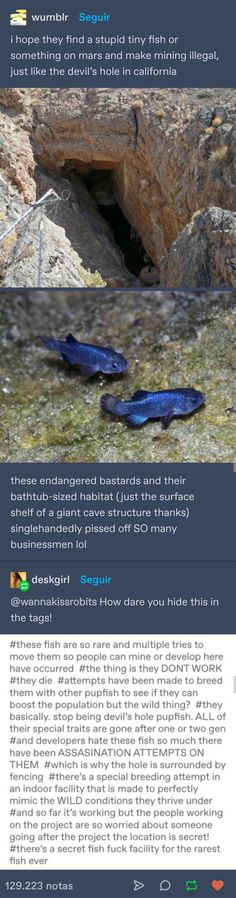 an image of two blue fish in the water with rocks and grass behind it, as well as text