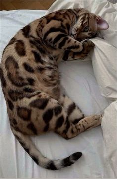 a cat laying on top of a white pillow