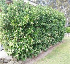 a bush with white flowers is in front of a house