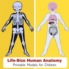 an image of the human body and its functions in children's life - size