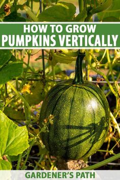 how to grow pumpkins vertically in the garden with text overlay that reads, how to grow pumpkins vertically gardener's path