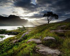 a lone tree on the side of a hill with water and mountains in the background