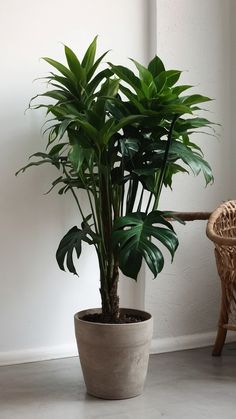 a potted plant sitting on top of a floor next to a chair and window