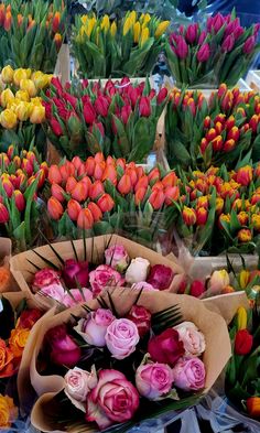 Tulips, flowers, roses,  spring Yellow Flower, Rose Pink, Pink Red, Red Yellow, Roses