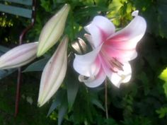 a pink and white flower sitting on top of a lush green field next to a park bench