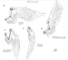 three different types of wings and their names