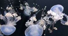 some very pretty blue and white jellyfish