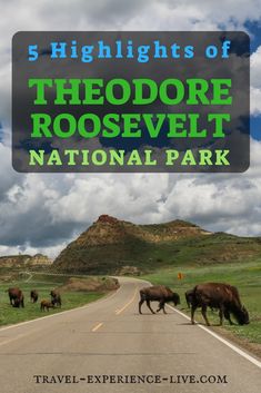 bison crossing the road with text overlay reading 5 highlights of theodore roosevelt national park