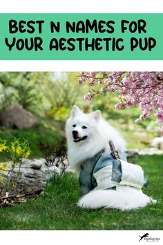 Best N Names for Your Aesthetic Pup Most Popular Dog Names, Funny Dog Names