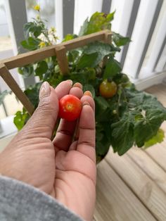 a person holding a small tomato in their hand