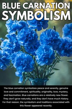 blue carnations in a vase with the words, blue carnationism symbolism