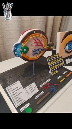 an eyeball model is displayed on a table with markers and stickers in front of it