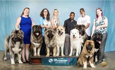 a group of people posing for a photo with their large dog's and puppies