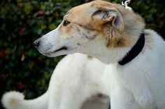 a white and brown dog with a black collar standing in front of some shrubbery