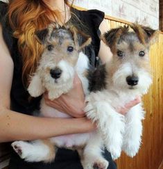 a woman holding two small dogs in her arms