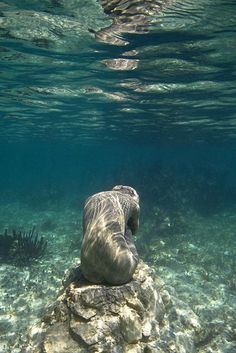 an underwater photo of a sea lion resting on a rock in the clear blue water