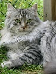 a fluffy gray cat laying on the ground in front of a chain link fence and looking at the camera